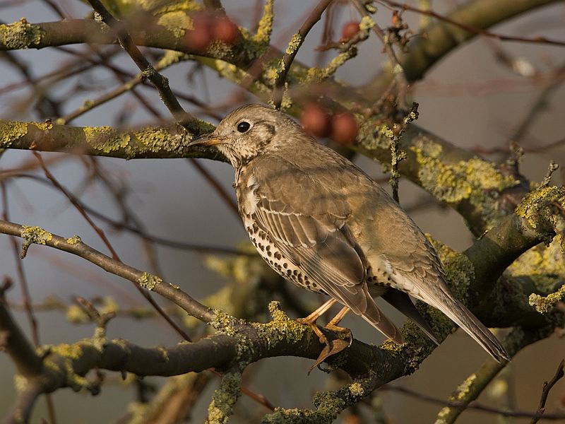 Turdus philomelos Song Thrush Zanglijster